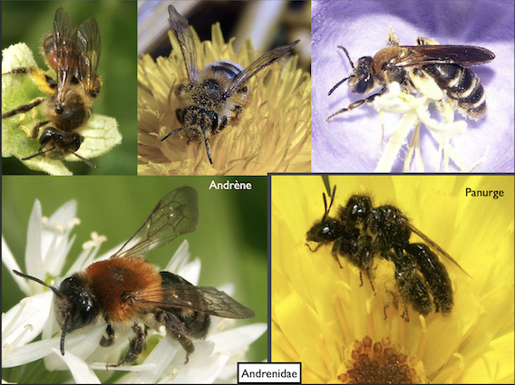 Abeilles_famille_andrenidae_C