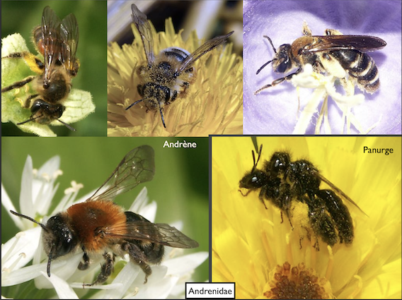 Les abeilles sauvages et domestiques