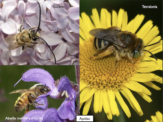 Abeilles_famille_apidae_C