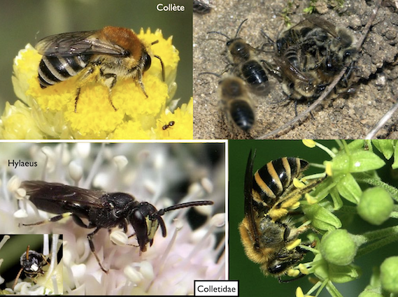 Abeilles_famille_colletidae_C