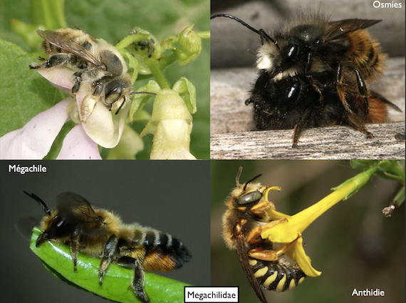 Abeilles_famille_megachilidae_C