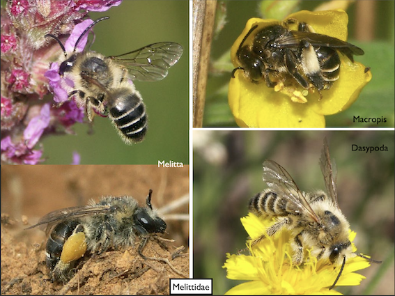 Abeilles_famille_melittidae_C