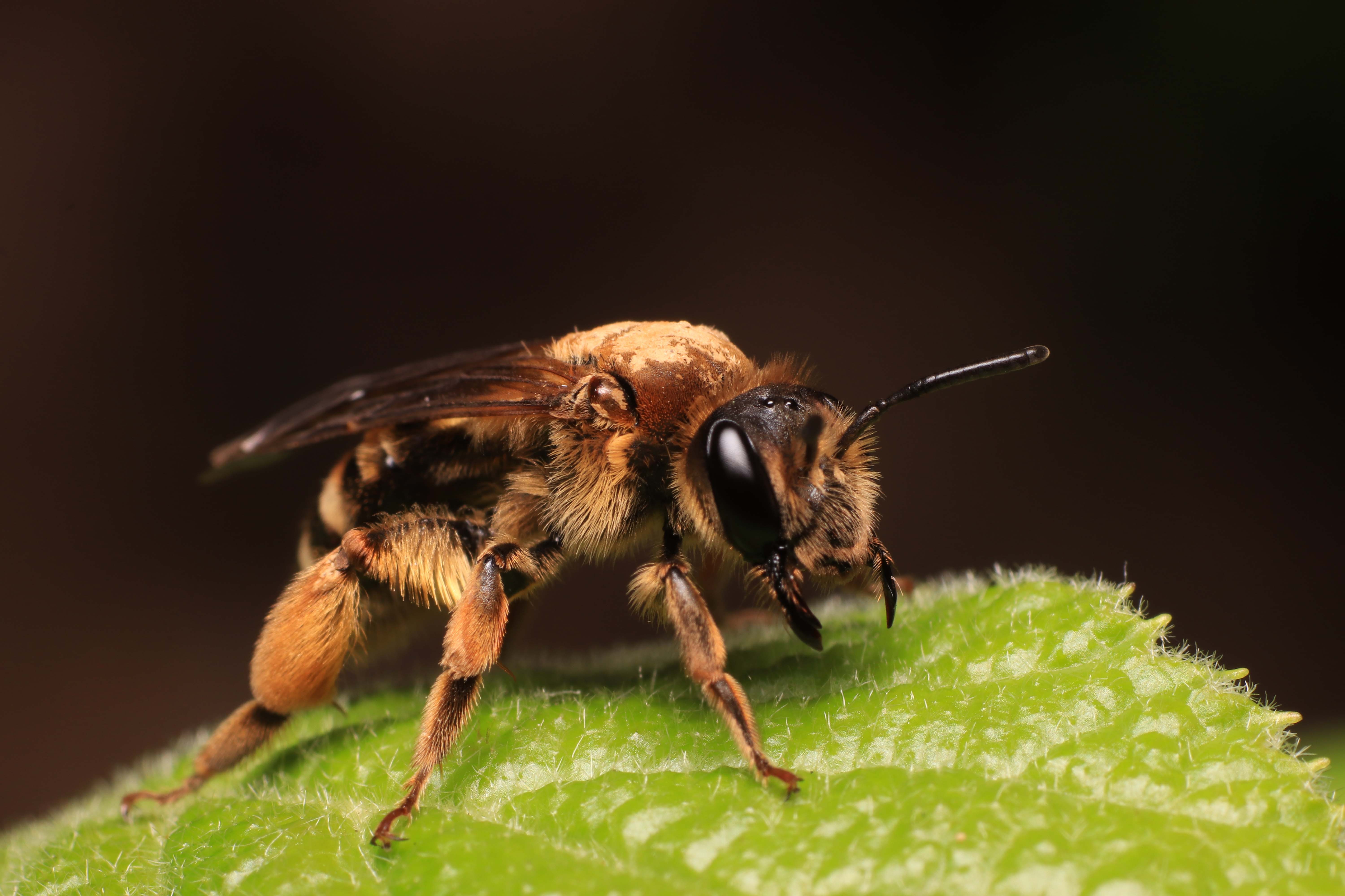 Andrena_curvungula_%C2%A9YBrugerolles