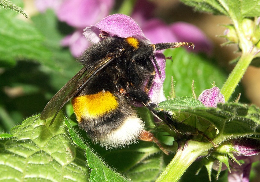 Bombus_gr_terrestris_reine_lamium_macu_stpierrelapalud200415_3rec