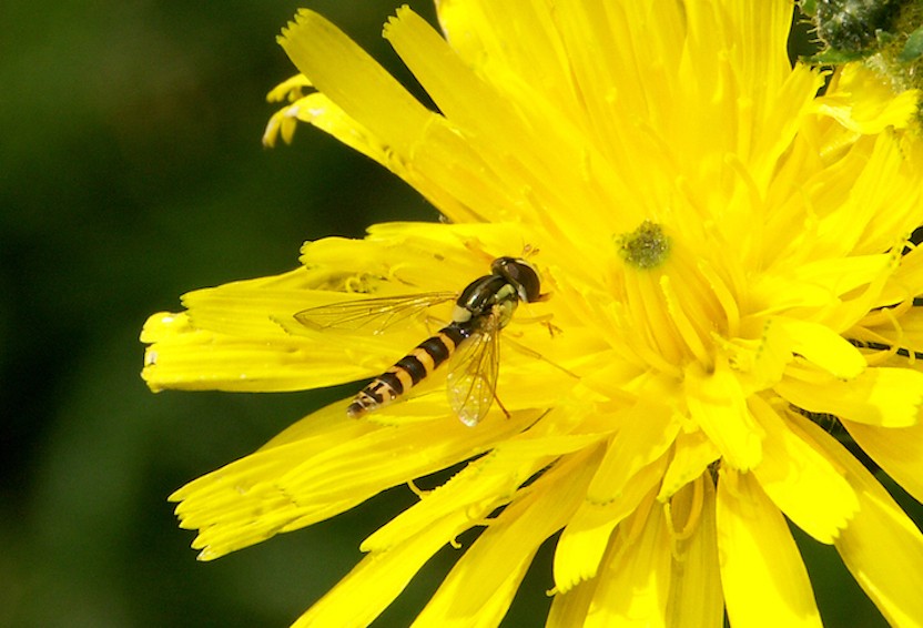 syrphidae_sourcieux061006rec%20-%20copie