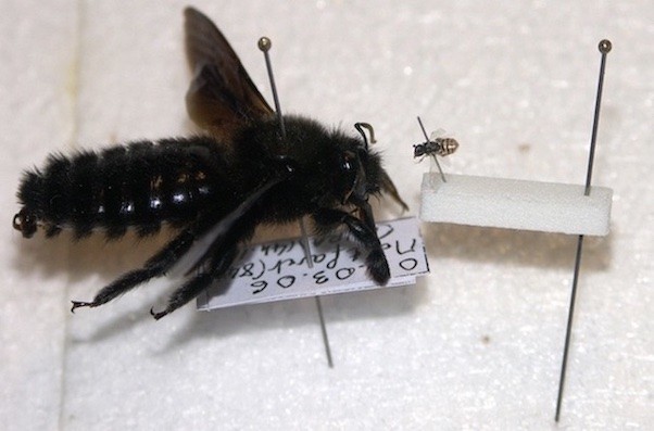 xylocopa_nomioides_C