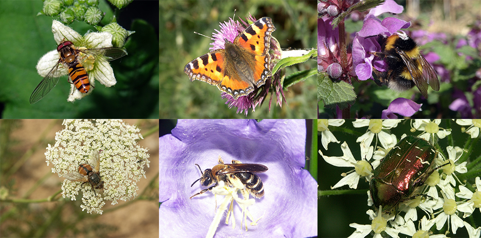 Formation - Reconnaître Et Accueillir Les Pollinisateurs | ARTHROPOLOGIA